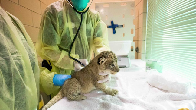 The Buffalo Zoo is roaring with excitement at the arrival of four lion cubs (CNN Newsource)